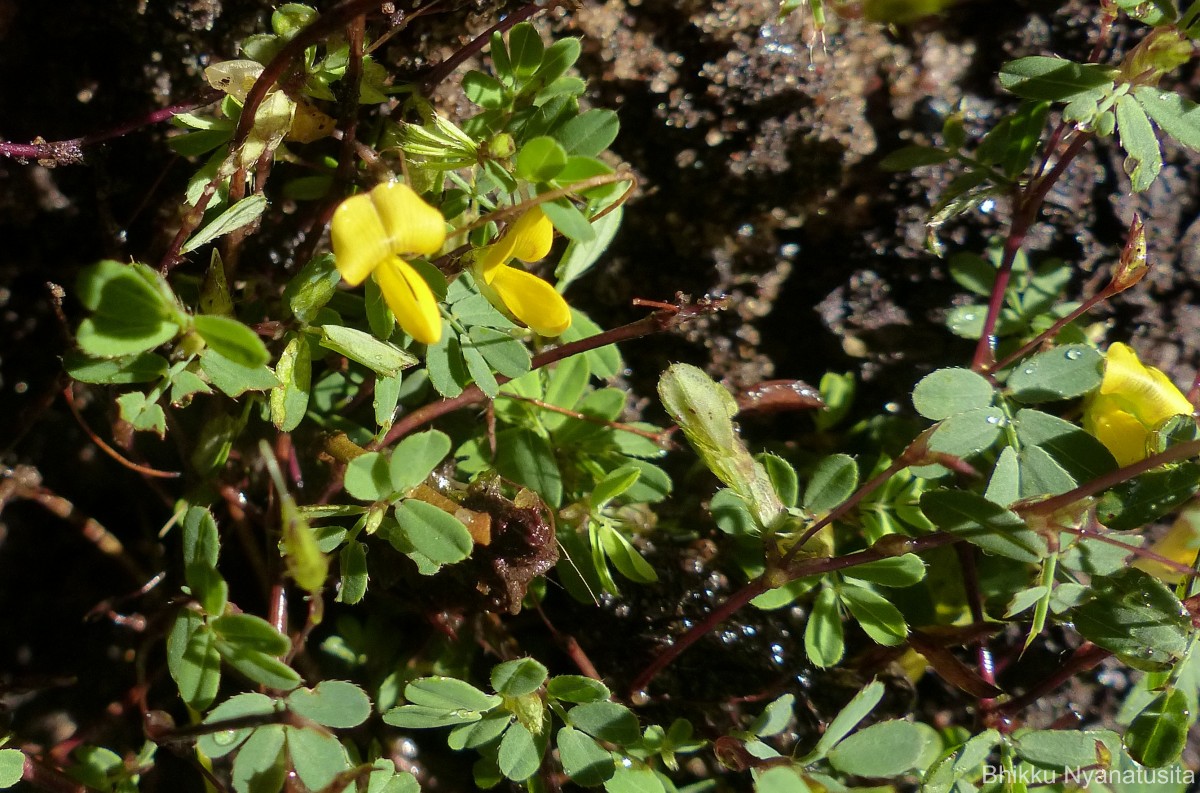 Smithia sensitiva Aiton